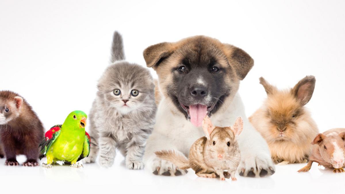 CUIDADO Y BIENESTAR DE TU MASCOTA Vida Plena Y Salud CUIDADO Y BIENESTAR DE TU MASCOTA