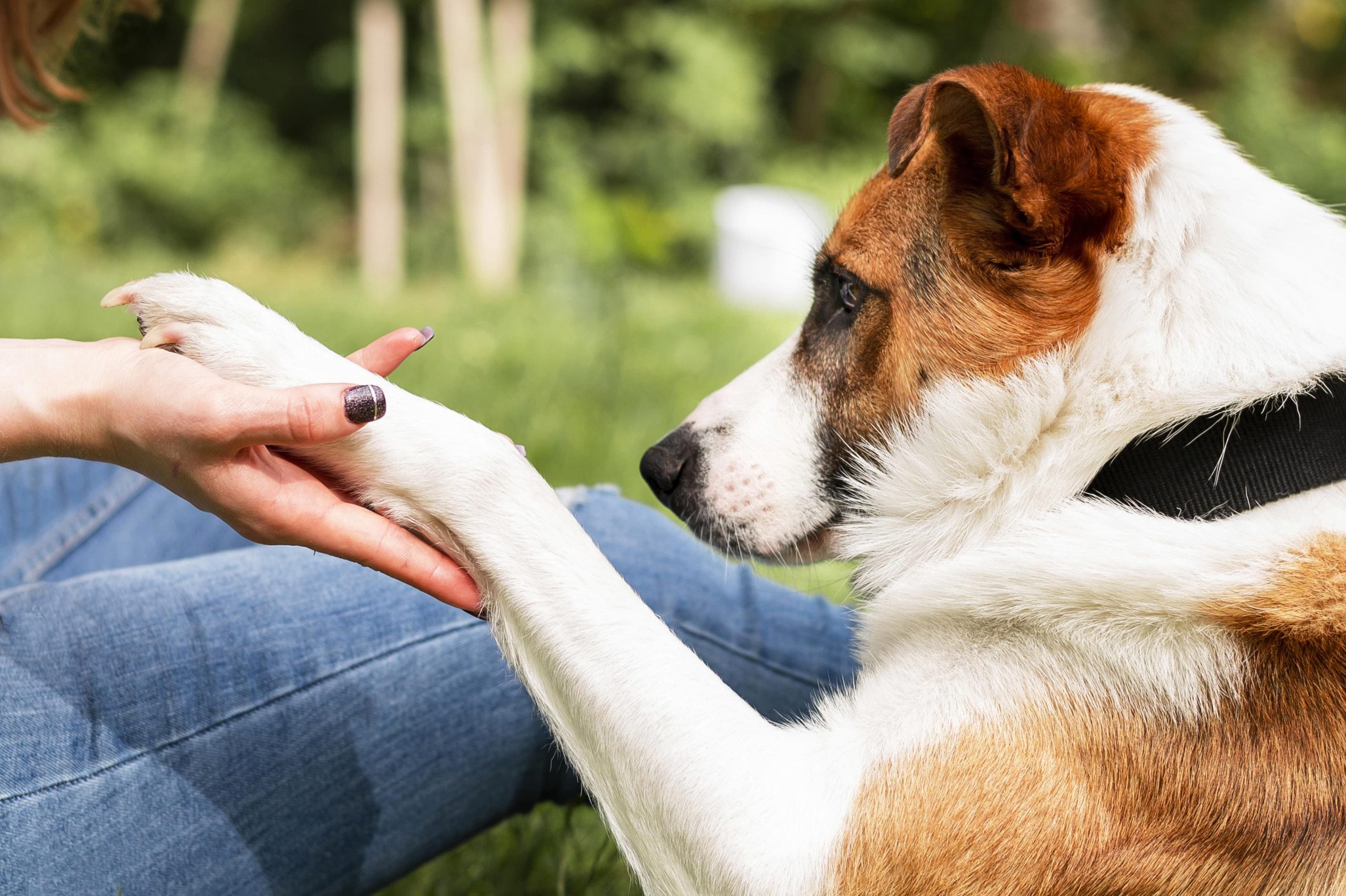 Una mascota podría ayudarle a cumplir sus metas del 2024 Vida Plena Y Salud Una mascota podría ayudarle a cumplir sus metas del 2024
