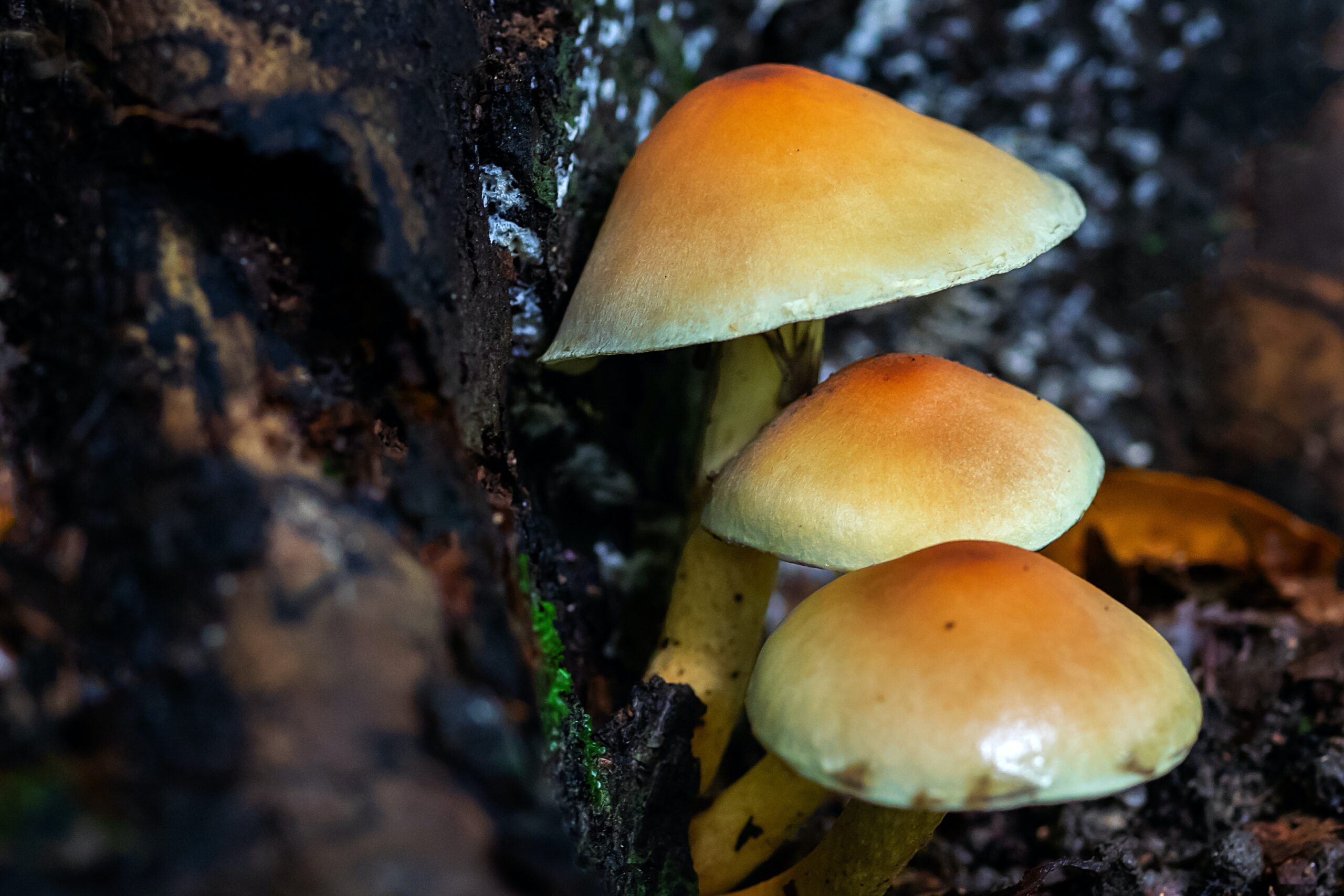 brown and white mushroom Vida Plena Y Salud brown and white mushroom on black tree trunk