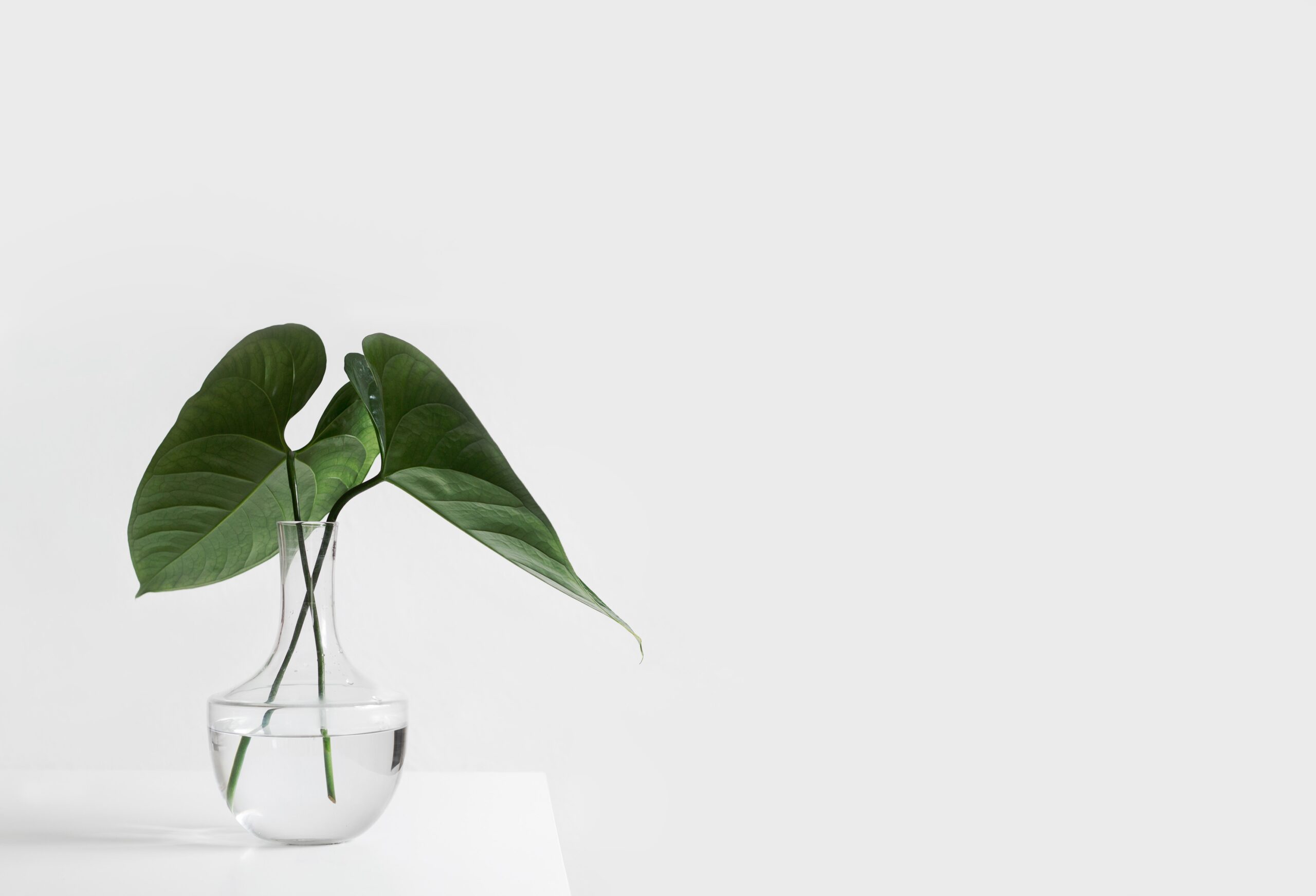 green leafed plant on Vida Plena Y Salud green leafed plant on clear glass vase filled with water