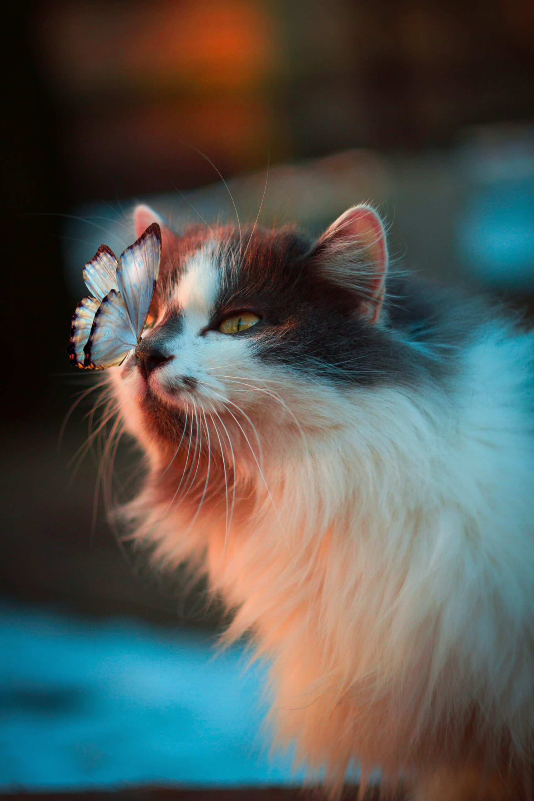 white butterfly resting on Vida Plena Y Salud white butterfly resting on cats nose